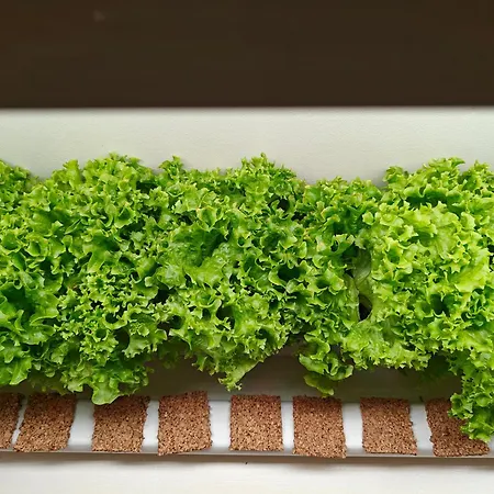 Casca De Noz - Modern Rustic Getaway 別荘 *