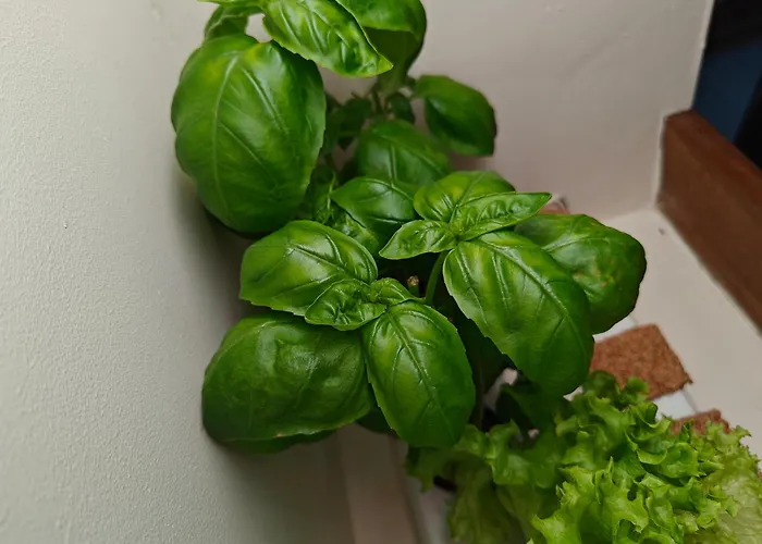 別荘 Casca De Noz - Modern Rustic Getaway *