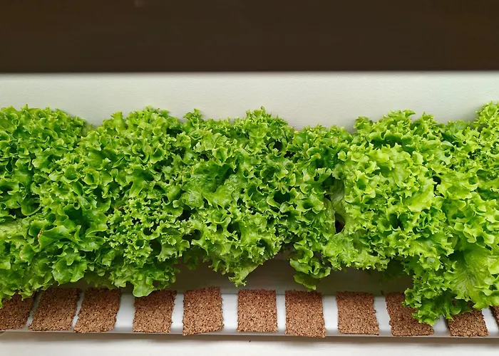 Casca De Noz - Modern Rustic Getaway 別荘 *